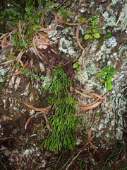 Phlegmariurus phlegmaria