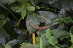 Takydromus sexlineatus