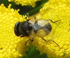 Musca osiris