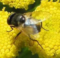 Musca osiris
