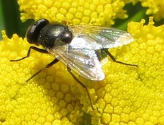 Musca osiris