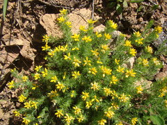 Genista hispanica