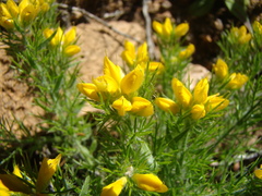 Genista hispanica