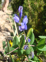 Polygala nicaeensis