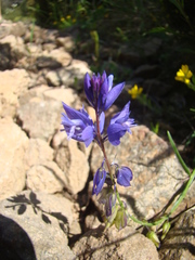 Polygala nicaeensis