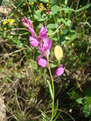 Polygala nicaeensis