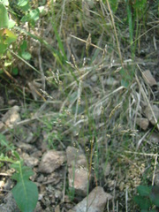 Corynephorus divaricatus