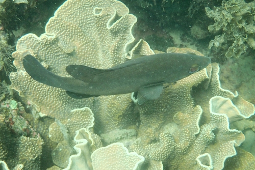 Dwarf palmer (Psammoperca waigiensis) — Latidae — 4