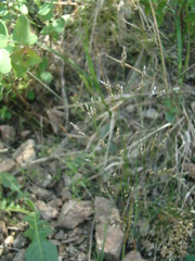 Corynephorus divaricatus