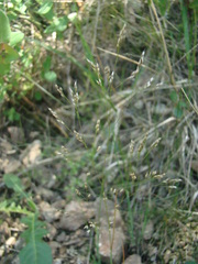 Corynephorus divaricatus