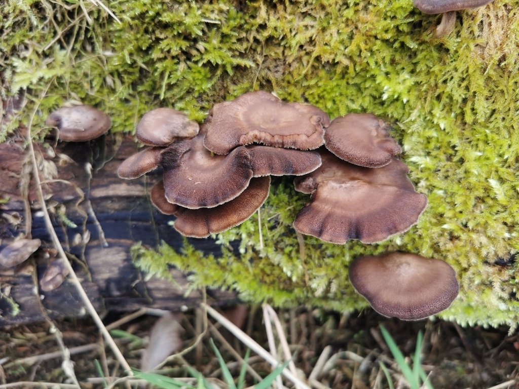 Lentinus brumalis · March 2026 · photo: © paulame (iNaturalist, cc0)