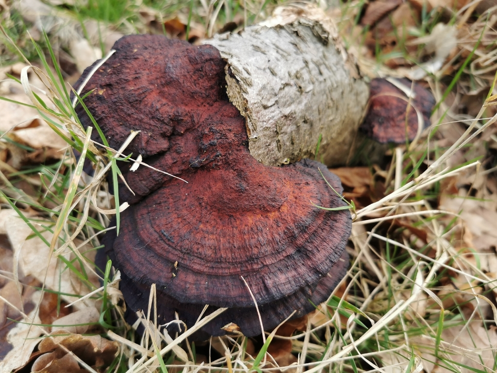 Daedaleopsis confragosa · March 2026 · photo: © paulame (iNaturalist, cc0)