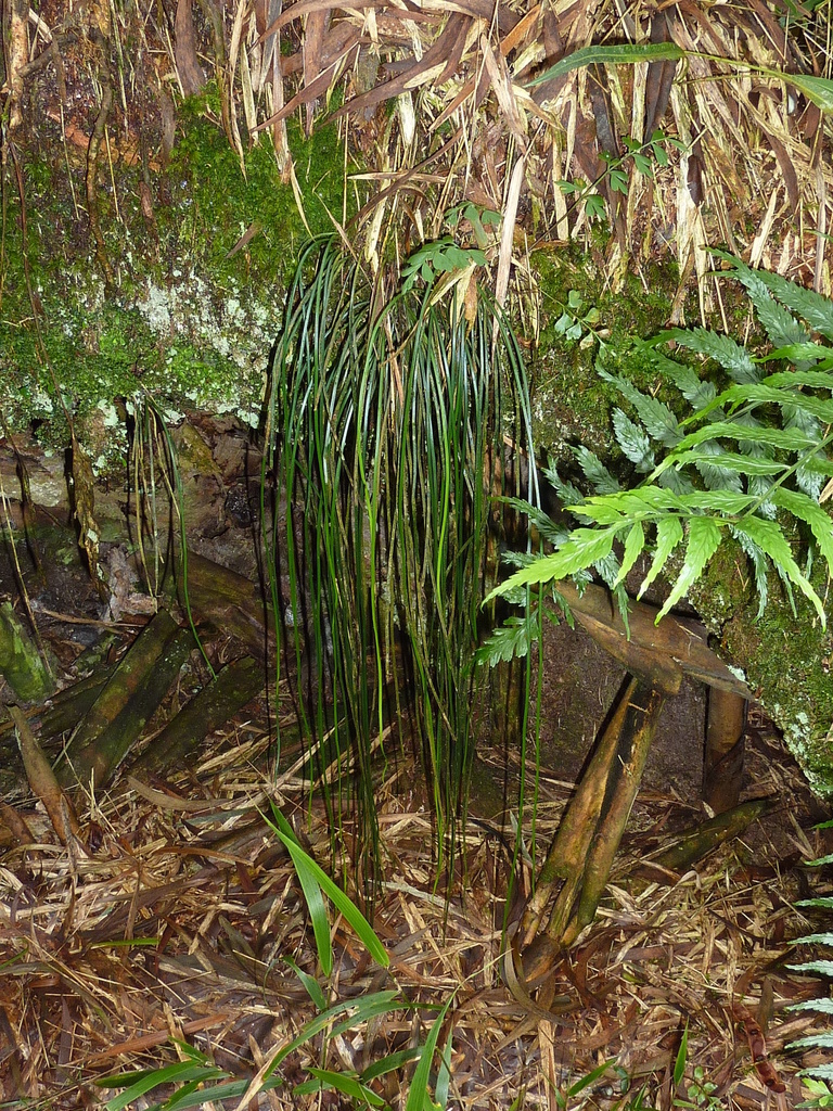 Bootlace Fern