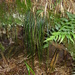 Vittaria isoetifolia - Photo (c) Aurélien Bour, algunos derechos reservados (CC BY-NC), subido por Aurélien Bour