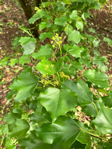 Trident Maple (Acer buergerianum)