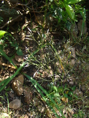 Corynephorus divaricatus