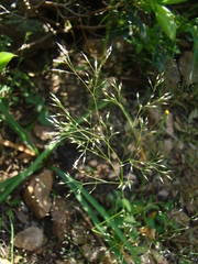 Corynephorus divaricatus