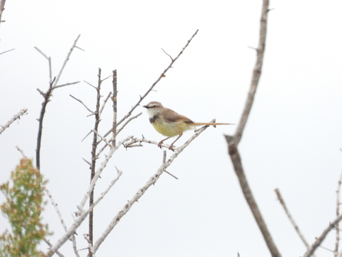 Black-chested Prinia