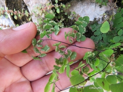 Adiantum tricholepis