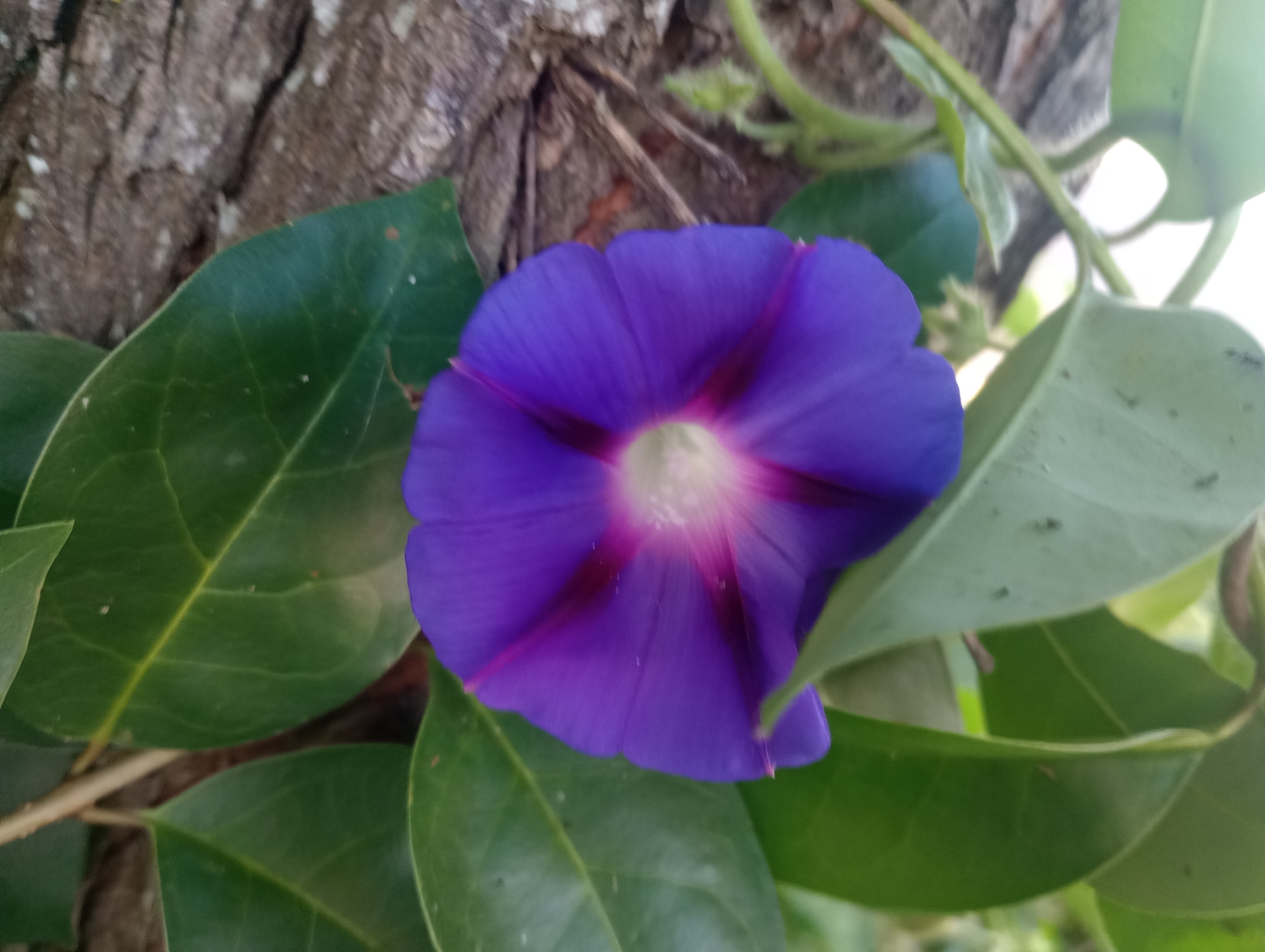 Ipomoea purpurea