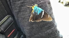 Astraptes fulgerator