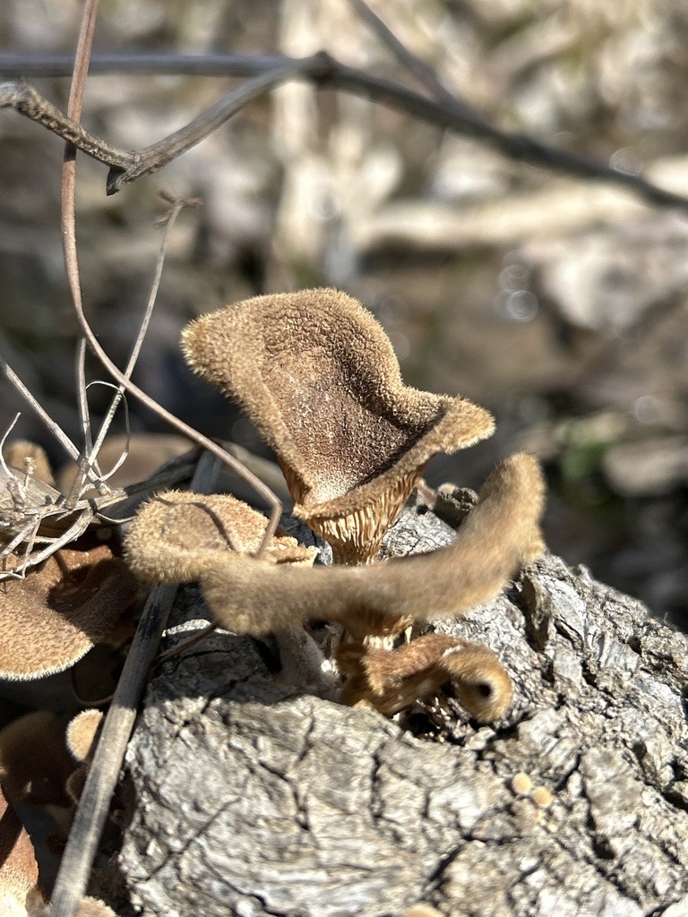 Panus lecomtei · March 2026 · photo: © jdonahue (iNaturalist, cc-by)