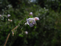 Phacelia platyloba