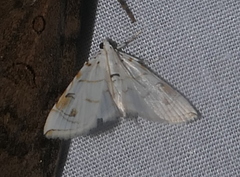 Neurophyseta