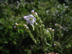 Phacelia platyloba