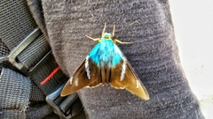 Astraptes fulgerator