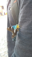 Astraptes fulgerator