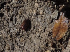 Copelatus chevrolati