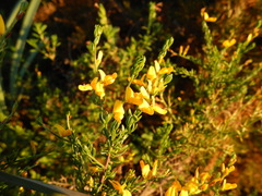 Genista triacanthos