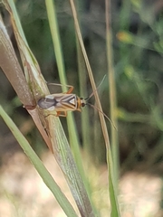 Stenotus transvaalensis
