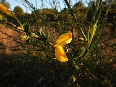 Cytisus grandiflorus