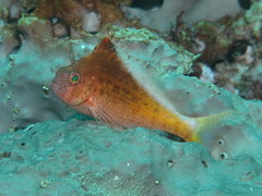 Cyprinocirrhites polyactis