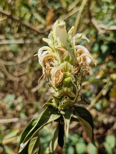 Justicia schimperiana