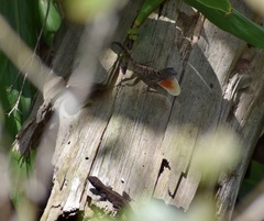 Anolis allogus