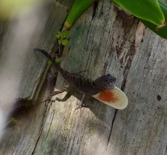 Anolis allogus
