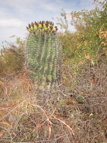 Ferocactus herrerae