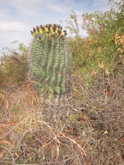 Ferocactus herrerae