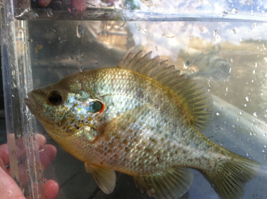 May is a Great Time for Redear Sunfish - Kentucky Department of