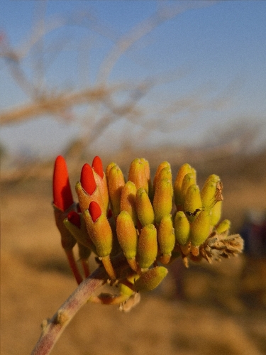 Erythrina suberosa, photograph 2
