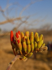 Erythrina suberosa, photograph (c) Jahnavee Palsodkar (she/her), some rights reserved (CC BY)