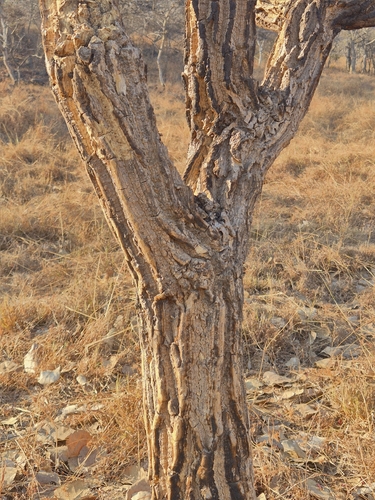Erythrina suberosa, photograph 3