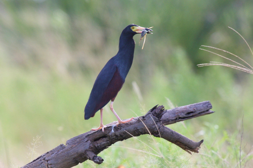 iNaturalist image
