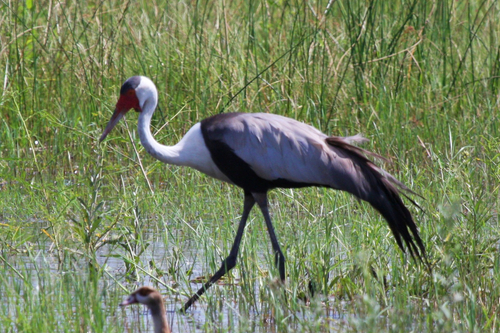 iNaturalist: (c) redshift3, some rights reserved (CC BY-NC) iNaturalist image