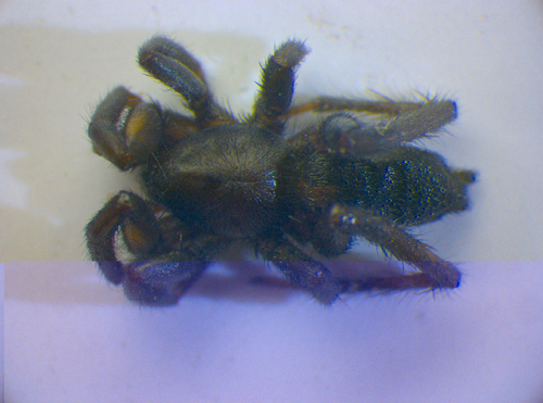 Zelotes longipes