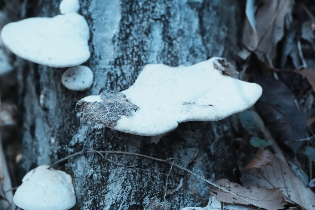 Trametes orientalis · March 2026 · photo: © tbc_watanabe (iNaturalist, cc-by-sa)