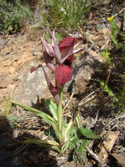 Serapias cordigera